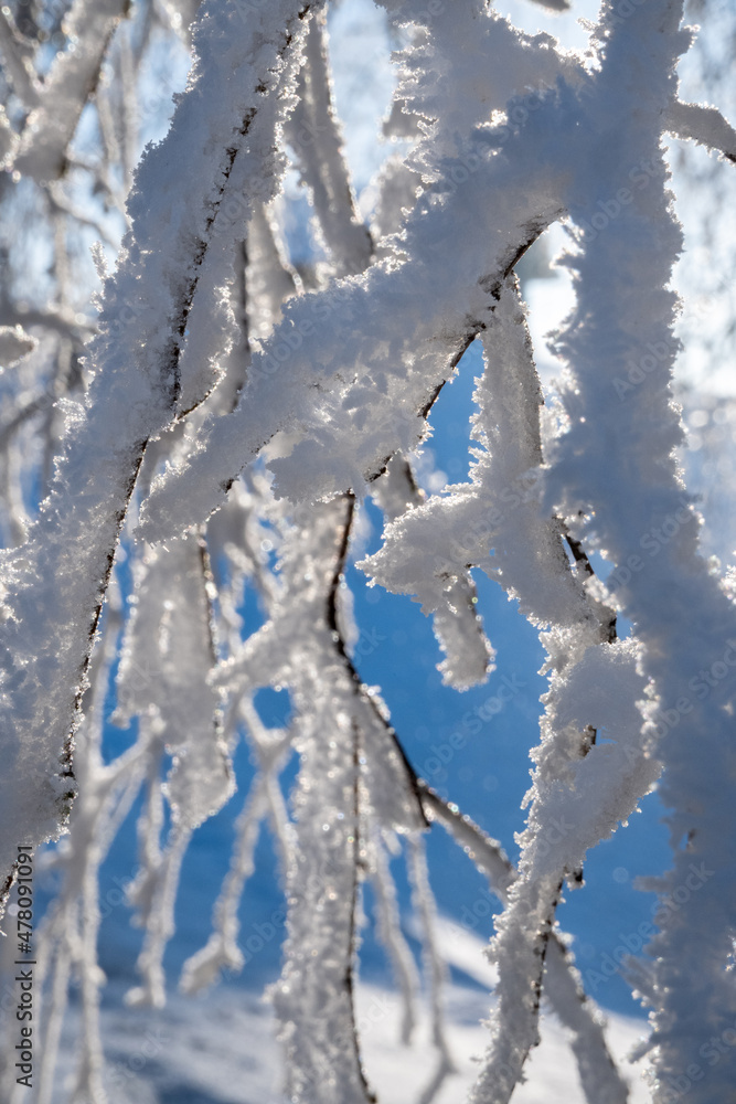 Snow and frost covered branches in sunlight, close up. Winter landscape.