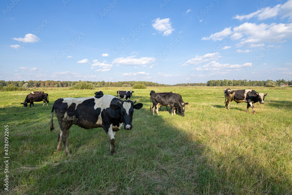 A group of cows on a green grassy meadow on a sunny day.