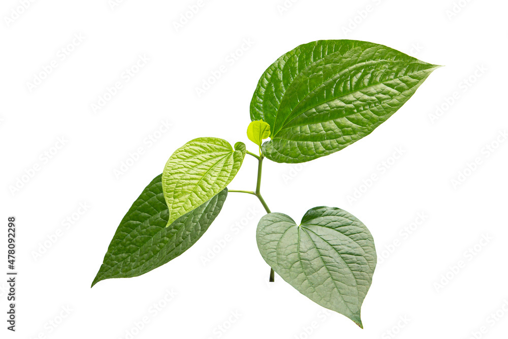 Green betel leaf isolated on the white background
Green betel leaf isolated on the white background