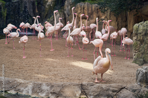 Common Pelican and flamingos at Valencia's bioparc photo