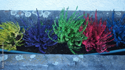 Decorative multicolored common heather, ling (Calluna vulgaris), Switzerland, Champery photo