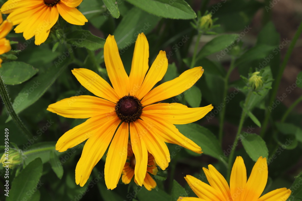 初夏の公園に咲くルドベキアのオレンジ色の花 初夏の公園に咲くルドベキアのオレンジ色の花