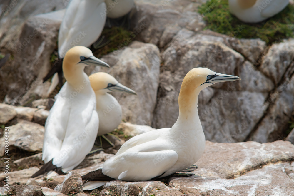 Northern gannets on rocks in Saltee Islands Northern gannets on rocks in Saltee Islands