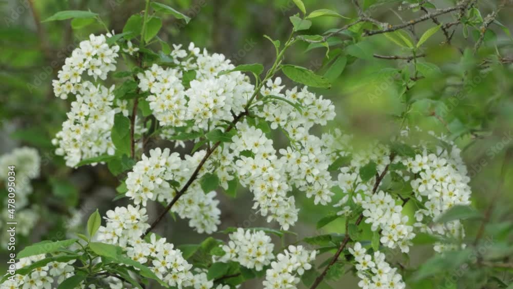 Bird cherry tree, Prunus padus blooming during a beautiful spring day in Estonia, Northern Europe. Bird cherry tree, Prunus padus blooming during a beautiful spring day in Estonia, Northern Europe.