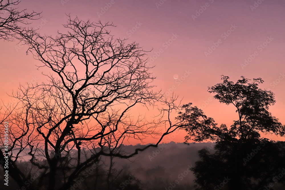 silhouette of tree at sunrise with new moon  