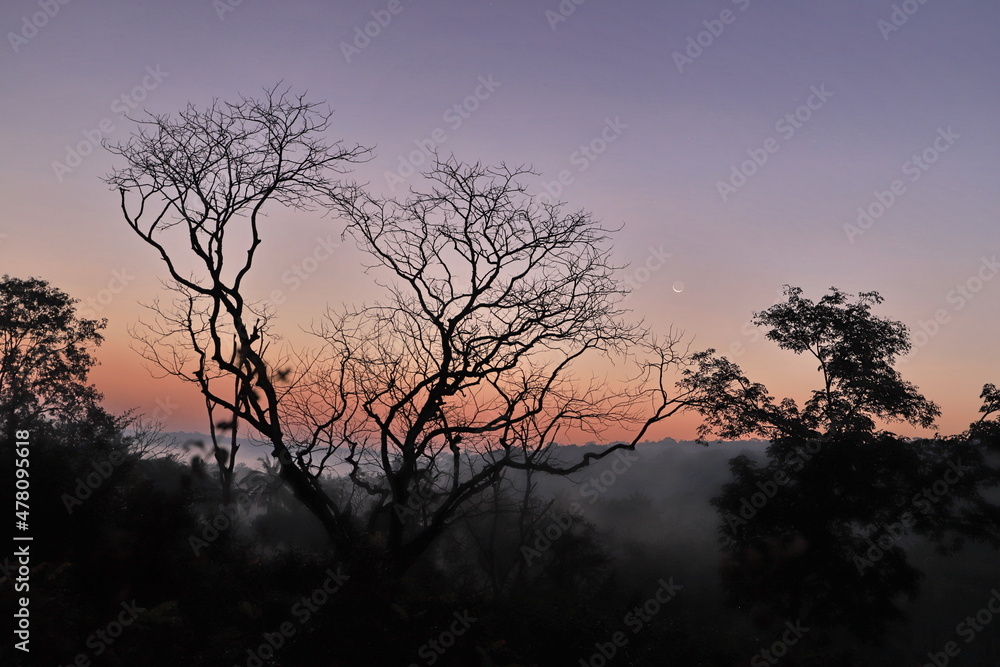 silhouette of a tree at sunrise and new moon
