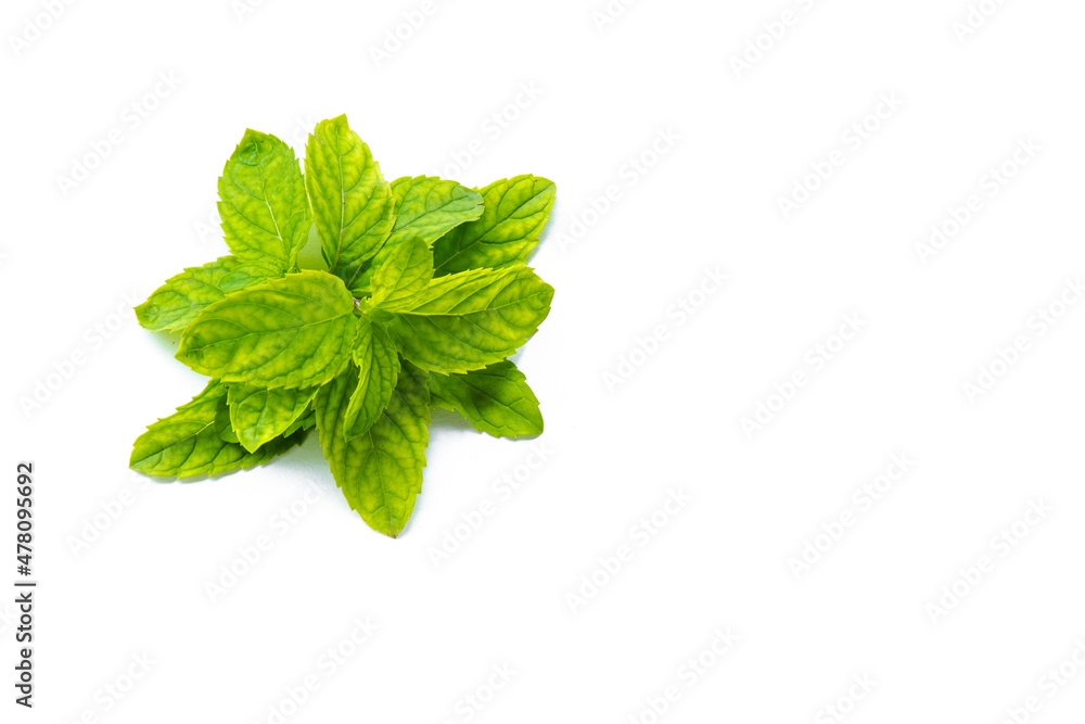 Thai fresh mint leaves for add on topping food. leaf tree isolated on white. Fragrant mint combination of toothpaste spearmint or peppermint. Thai fresh mint leaves for add on topping food. leaf tree isolated on white. Fragrant mint combination of toothpaste spearmint or peppermint.