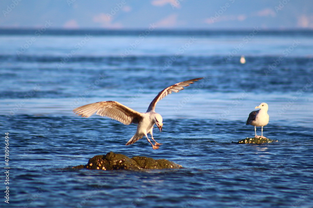 Fototapeta premium pelicans on the beach