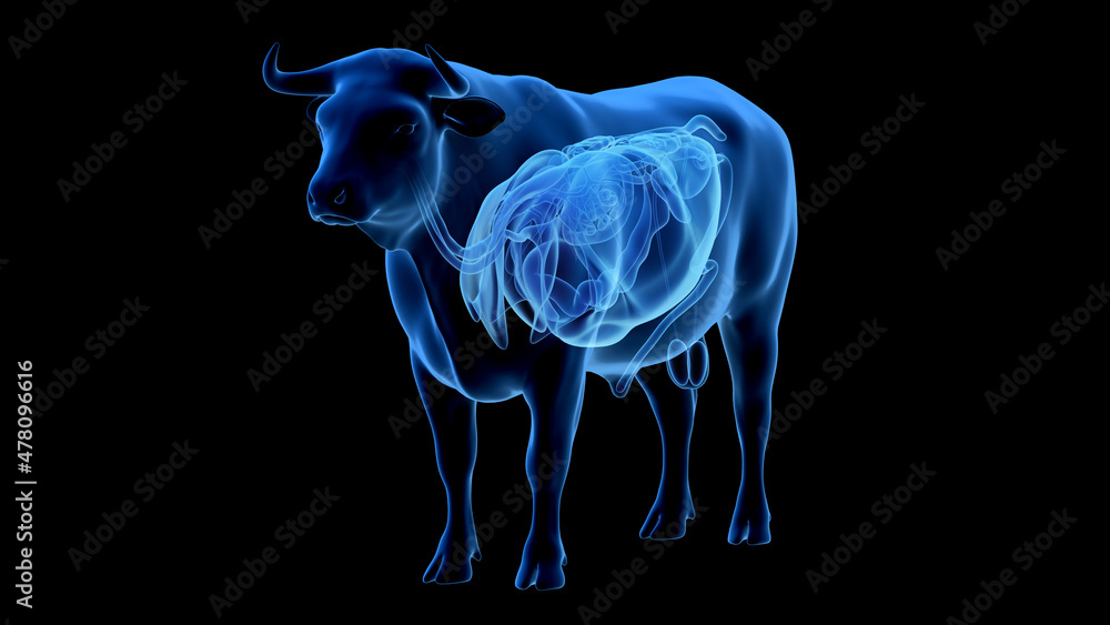 3d rendered illustration of the bovine anatomy - the organs 3d rendered illustration of the bovine anatomy - the organs