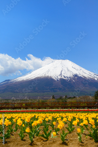 mountain in spring