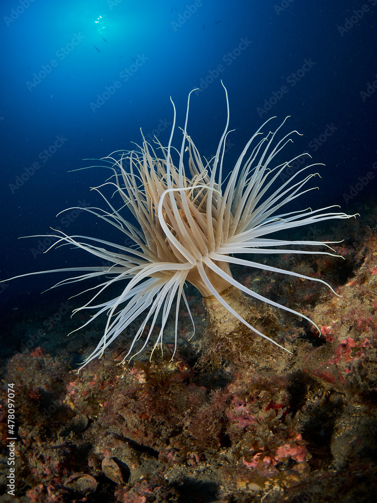 Obraz premium Anemone tube (Cerianthus membranaceus) in the sea bottom