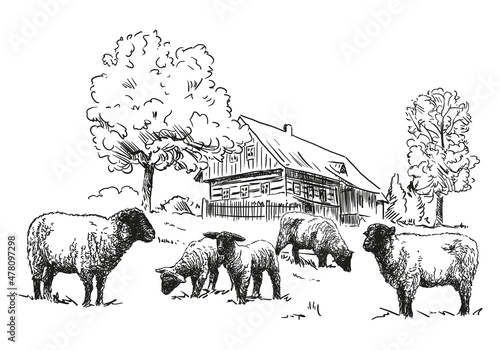 Sheep farm - a flock of sheep with wooden timbered cottage, black and white illustration, white background, vector