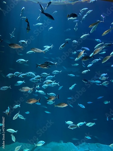 Fototapeta Naklejka Na Ścianę i Meble -  fishes in the sea