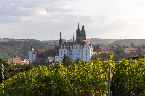 Weinreben mit Albrechtsburg Meißen im Hintergrund