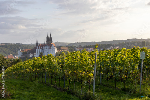 Weinreben mit Albrechtsburg Meißen im Hintergrund