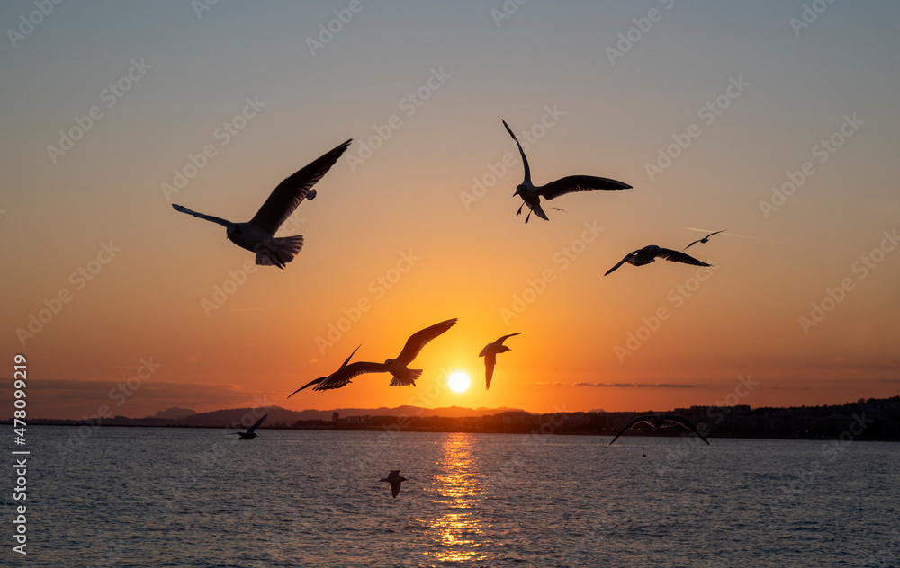Fototapeta premium Flight of seagulls at sunset over Nice beach in winter on the French Riviera