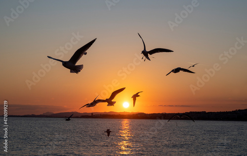 Flight of seagulls at sunset over Nice beach in winter on the French Riviera