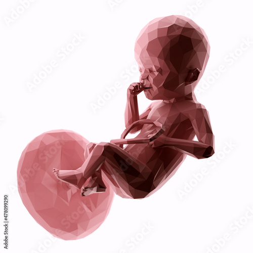 3d rendered illustration of an abstract human fetus - week 25 photo