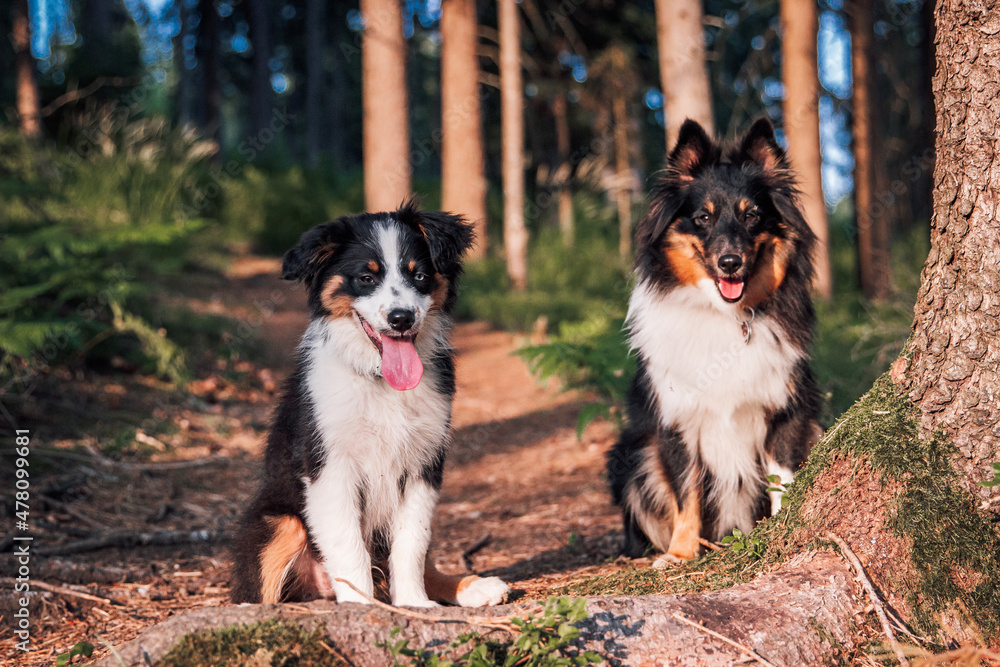Zwei Hunde im Wald bei Sonnenschein
