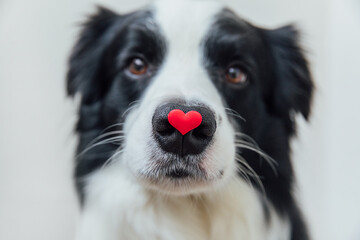 St. Valentine's Day concept. Funny portrait cute puppy dog border collie holding red heart on nose isolated on white background. Lovely dog in love on valentines day gives gift