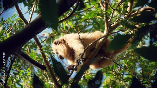 One Adult Colobinae Monkey Sitting On A Tree Branch