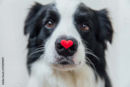 St. Valentine's Day concept. Funny portrait cute puppy dog border collie holding red heart on nose isolated on white background. Lovely dog in love on valentines day gives gift © Юлия Завалишина