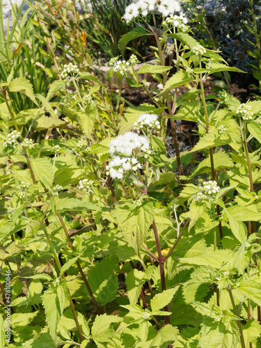 Eupatoire à feuilles molles ou Eupatorium rugosum braunlaub au somptueux feuillage buissonnant vert et petites fleurs blanches en corymbes sur tiges dressées rougeâtre