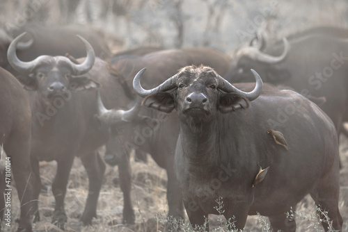 Schilderij op canvas Herd of buffalo in the mist with yellow-billed oxpeckers, photo taken in Kruger