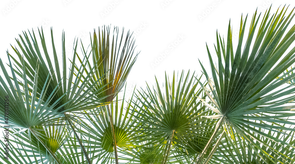 palmes sur fond blanc palmes sur fond blanc