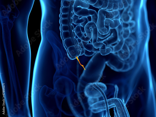 3d rendered illustration of the human appendix