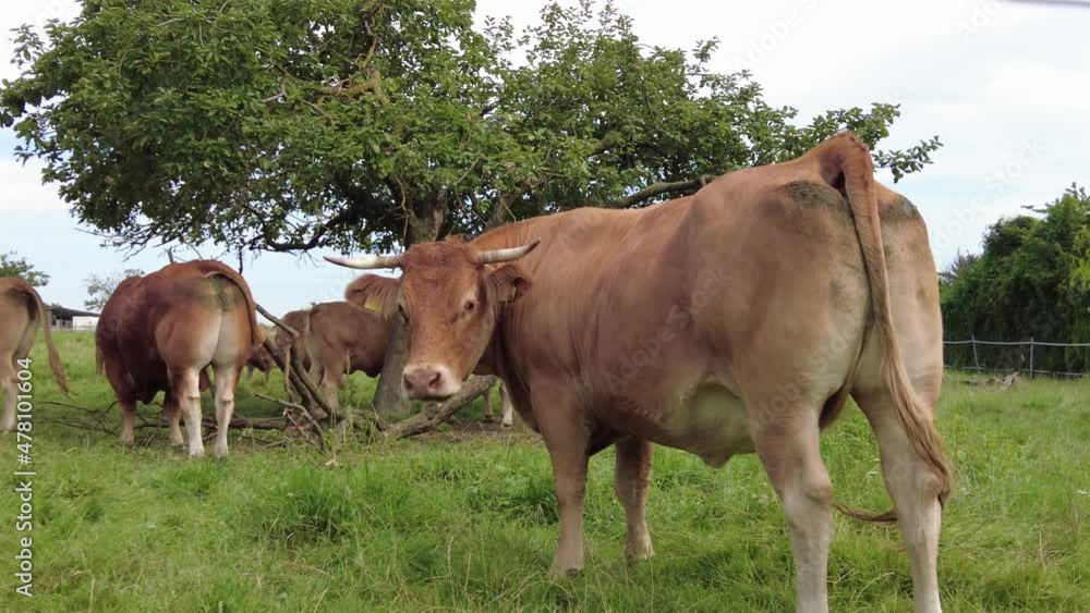 farm brown cows graze in the meadow farm brown cows graze in the meadow