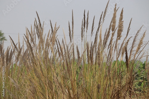 Large wild grass growing in the rural countryside. Barley and food grains are harvested from dry crop field.