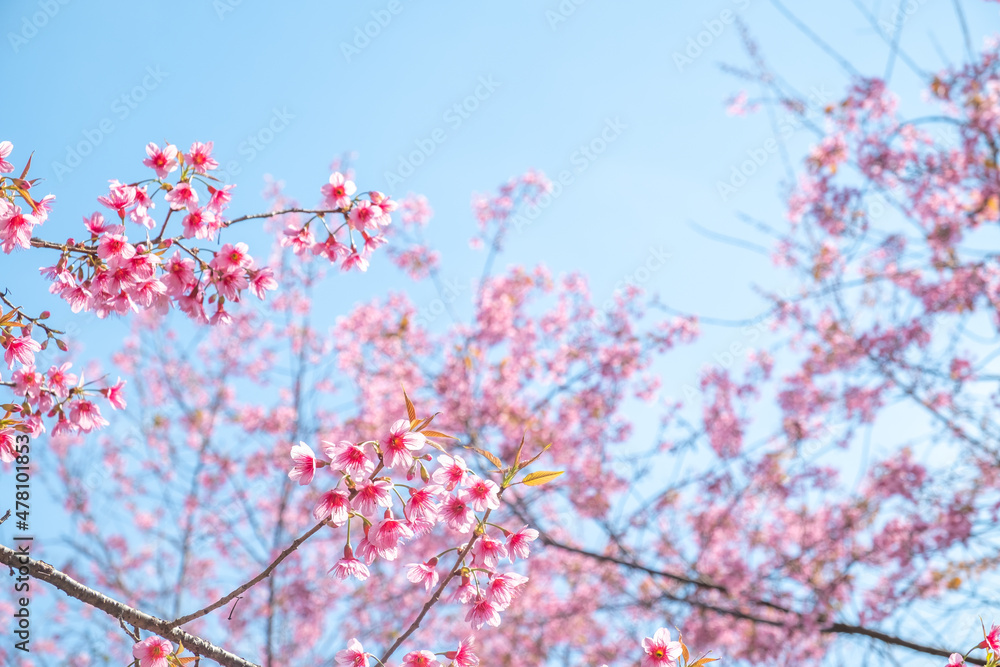 Wild Himalayan Cherry or Prunus cerasoides, Cherry blossom Wild Himalayan Cherry or Prunus cerasoides, Cherry blossom