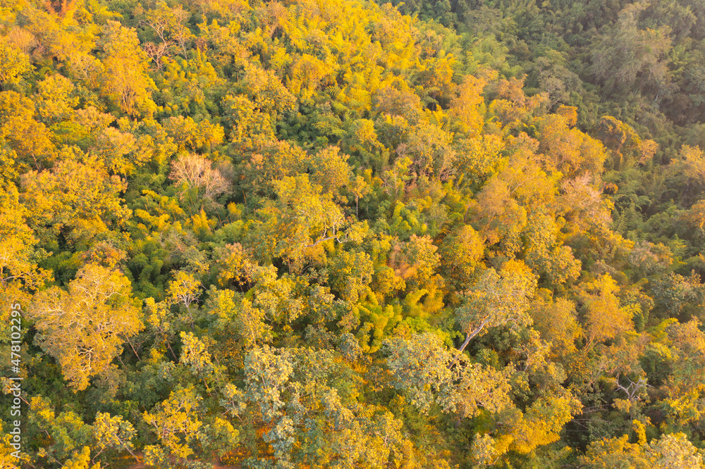 Aerial top view of lush green trees from above in tropical forest in national park and mountain or hill in summer season. Natural landscape. Pattern texture background. Aerial top view of lush green trees from above in tropical forest in national park and mountain or hill in summer season. Natural landscape. Pattern texture background.