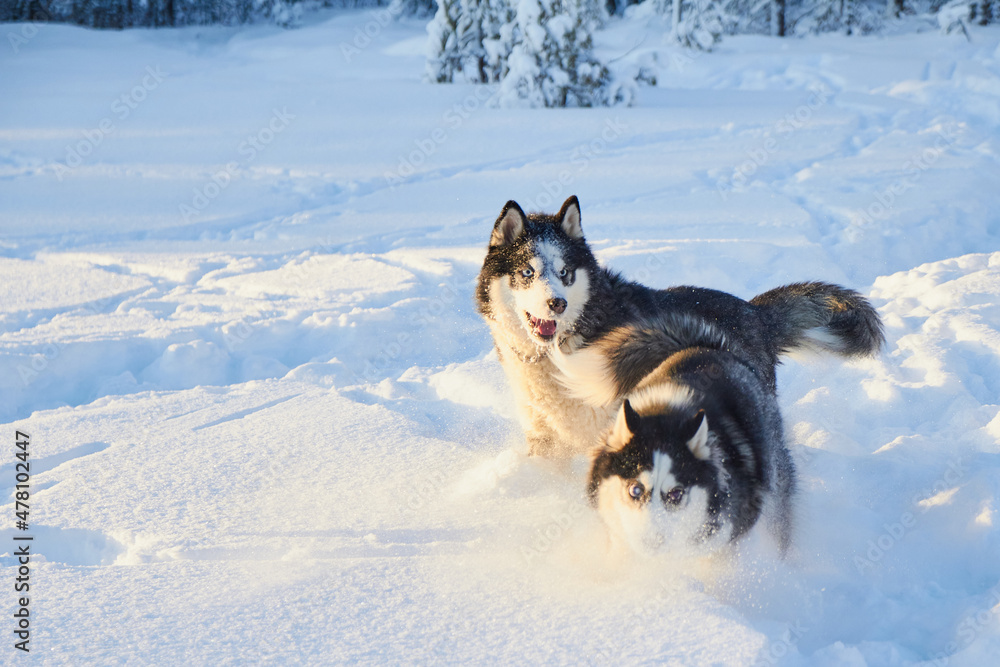 dog siberian husky jumping in the snow, the dog is playing in the winter in the field