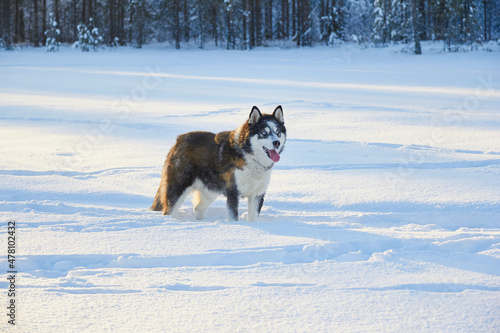 dog siberian husky jumping in the snow  the dog is playing in the winter in the field