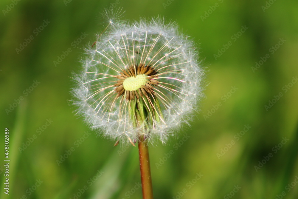 dandelion on green background