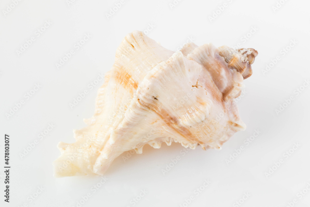 A beautiful sea shell