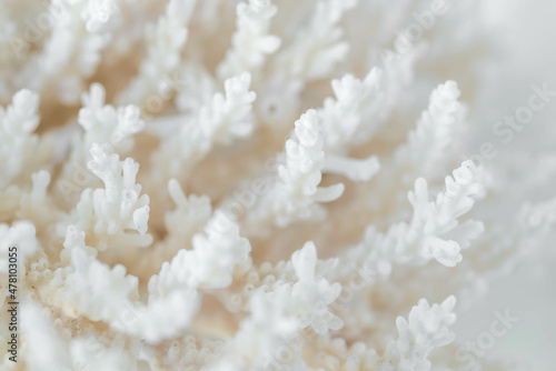 Complex shape sea coral