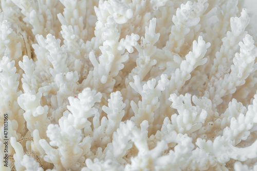 Fototapeta Naklejka Na Ścianę i Meble -  Complex shape sea coral