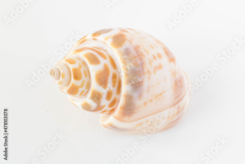 A beautiful sea spotted shell