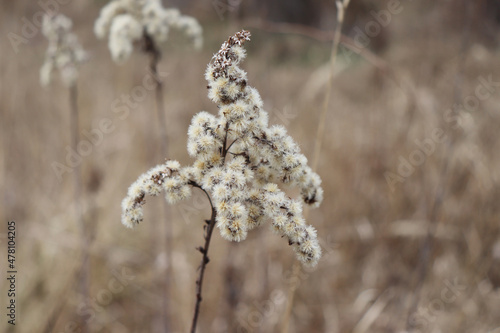 Dry plant outdoor in light pastel colours. Beautiful pattern with neutral colours. Minimal, stylish, trendy. Calm and natural background.