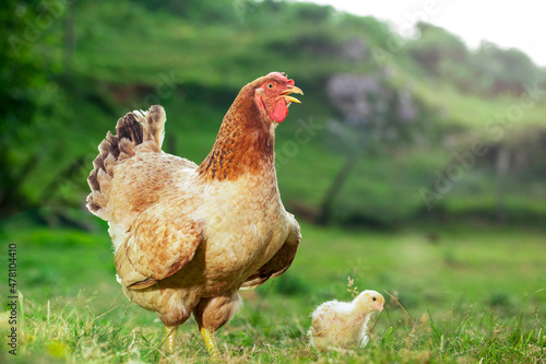Summer  at a farm - a hen with her chickens Chicks and hens brooding on a farm with green grass