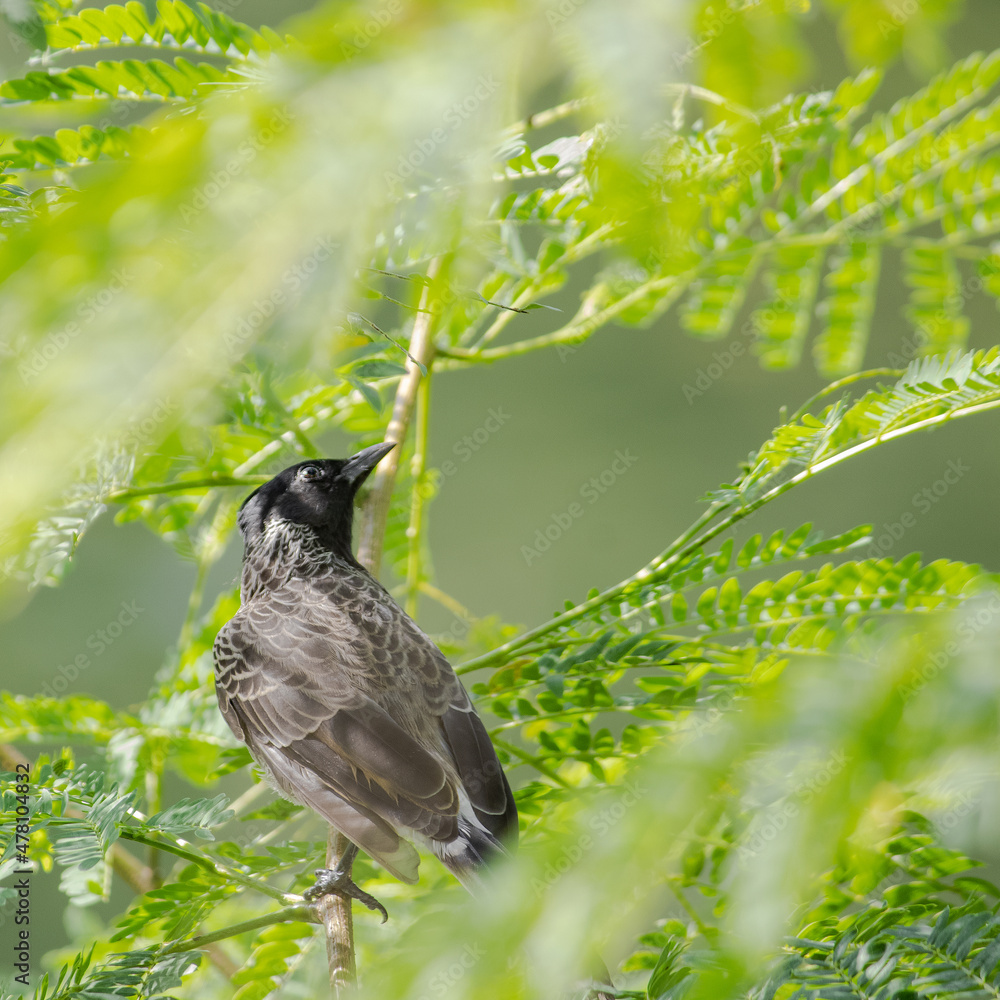 Bulbul bird on tree during afternoon time. bird on a tree Bulbul bird on tree during afternoon time. bird on a tree