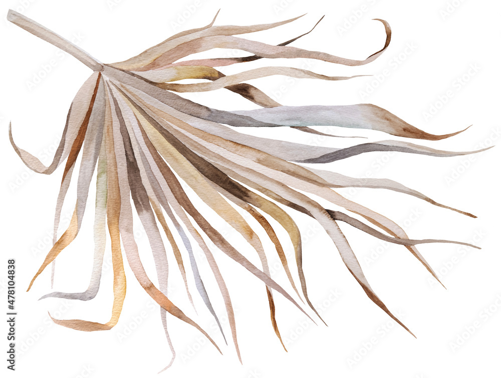 Watercolor dried palm leaf, tropical Bohemian illustration Watercolor dried palm leaf, tropical Bohemian illustration