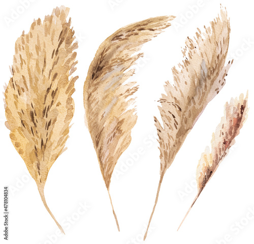 Watercolor dried pampas grass, tropical Bohemian illustration photo