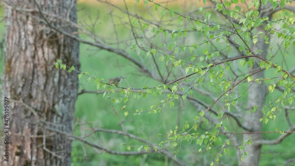Willow warbler looking for food in the middle of fresh leaves in Estonia, Northern Europe. Willow warbler looking for food in the middle of fresh leaves in Estonia, Northern Europe.