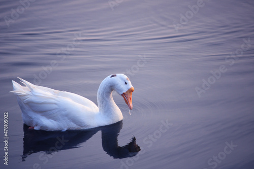 Swan in lake. Duck swimming in water. Beautiful background for wall or seasonal message.