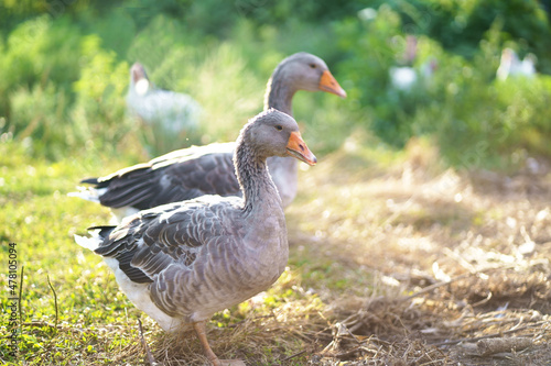 Valokuvatapetti Domestic geese on a meadow