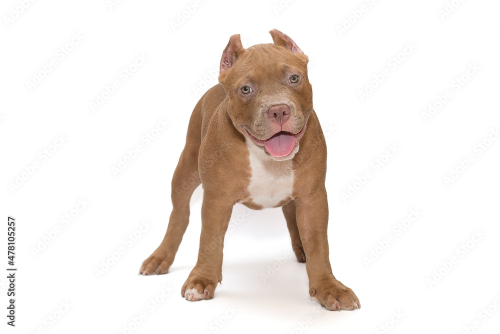 Fototapeta premium Small, funny American Bully puppy